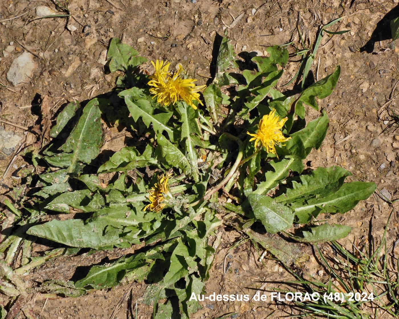 Dandelion, Common leaf